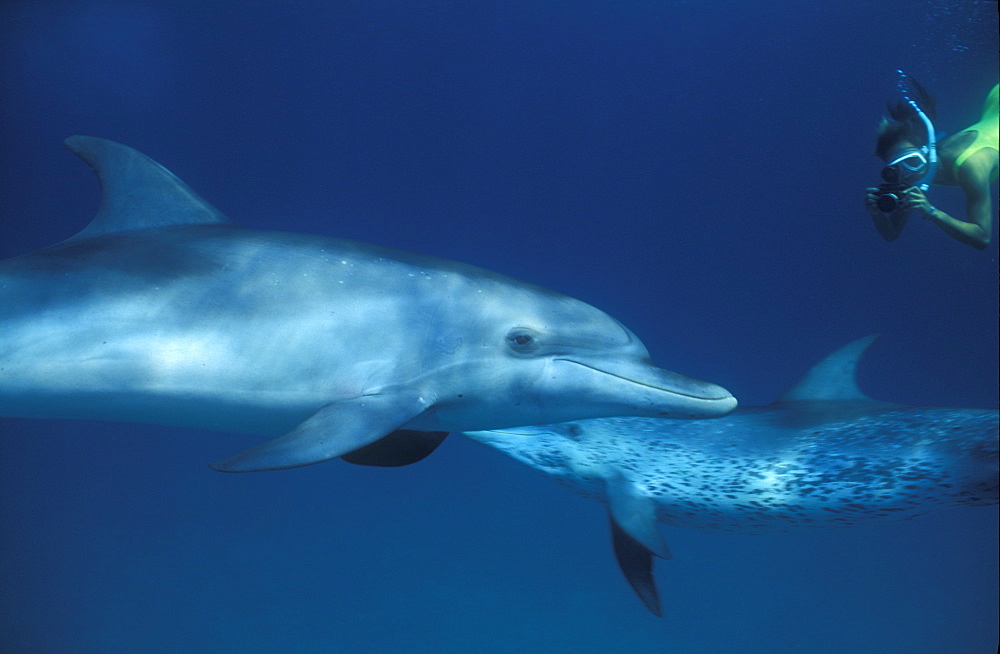 Bahamas, Atlantic Ocean Spotted Dolphins, Stenella frontalis. Bahamas, Atlantic Ocean