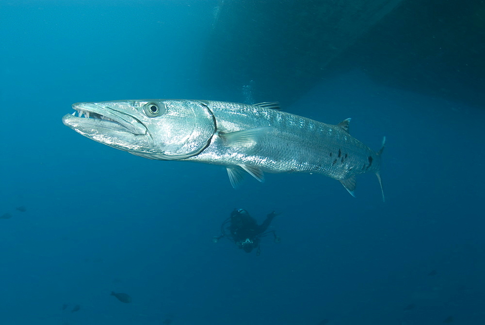 Great Barracuda & diver. Kapalai Island, Malaysia