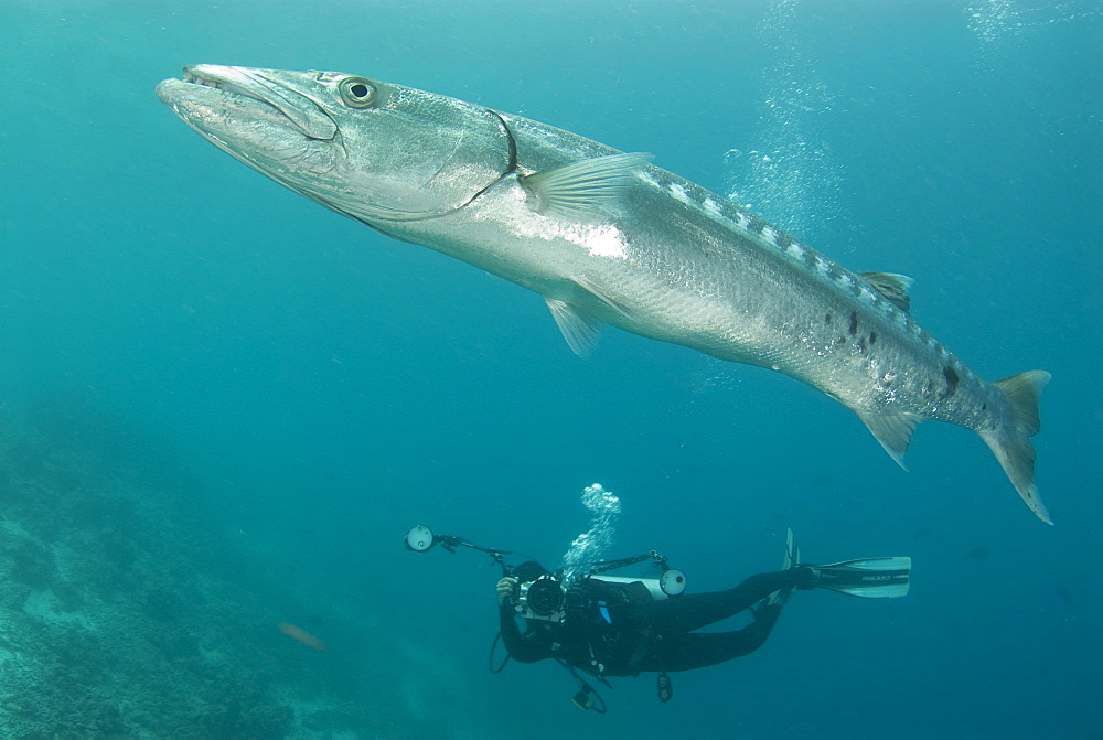 Great Barracuda & diver. Kapalai Island, Malaysia