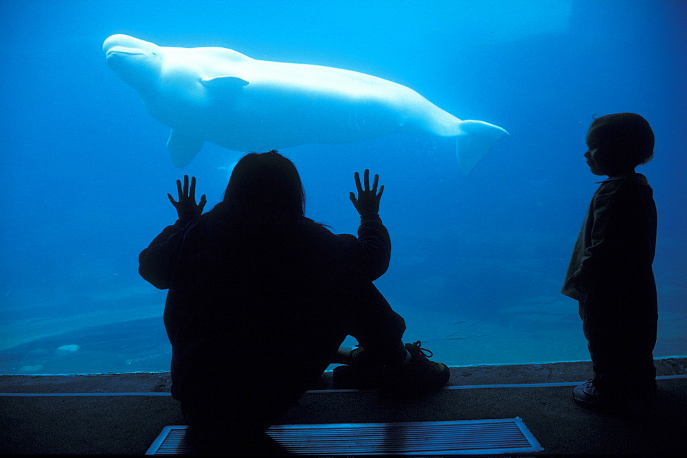 Beluga in tank & spectators. Stanley Park, Vancouver, Canada