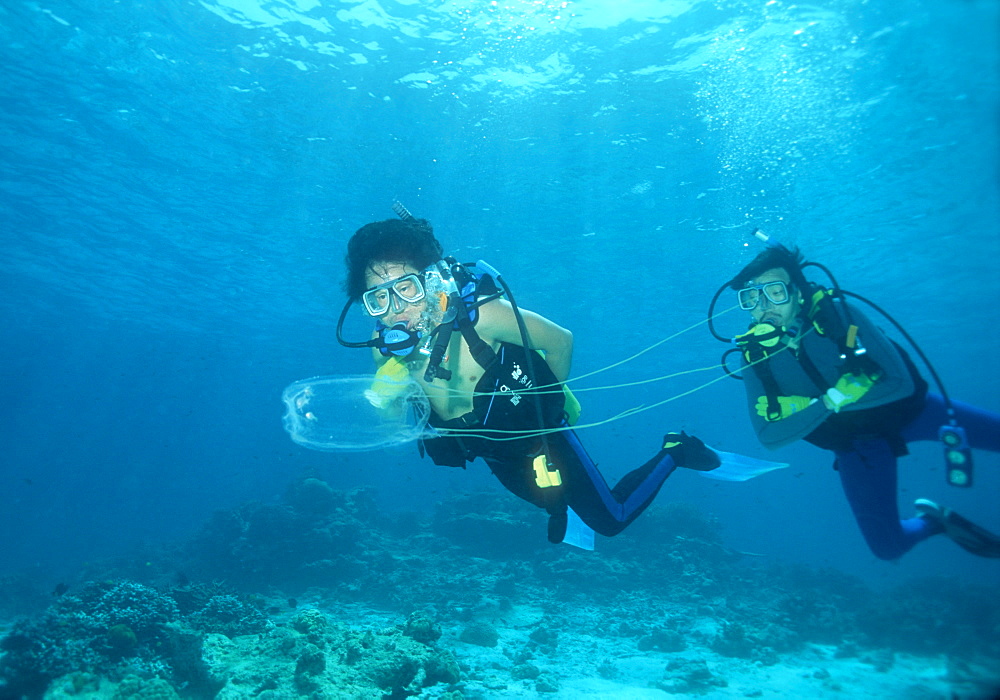 Box Jellyfish & divers. Similans, Thailand