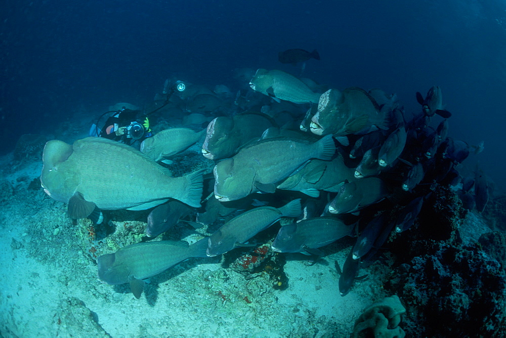 Bumphead Parrotfish & diver. Sipadan, Malaysia