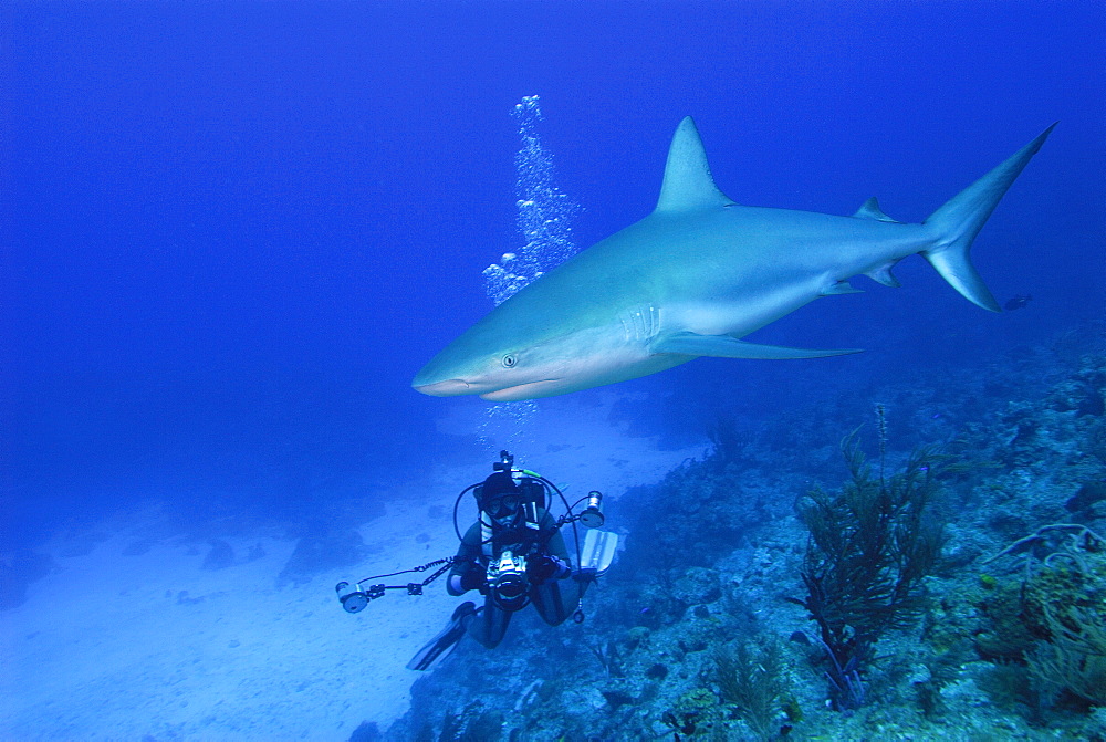 Caribbean Reef Shark & diver. Bahamas, Atlantic Ocean