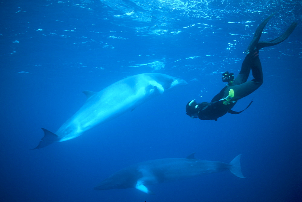 Dwarf Minke Whales & snorkeler. Coral Sea, Australia