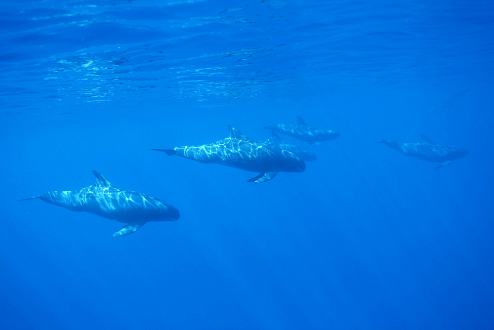 Pygmy killer whale (Feresa attenuata) a travelling pod.
Hawaii.
