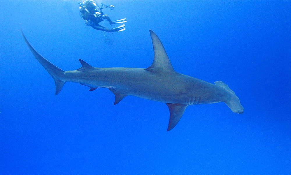 Great Hammerhead Shark & diver. Bahamas, Atlantic Ocean