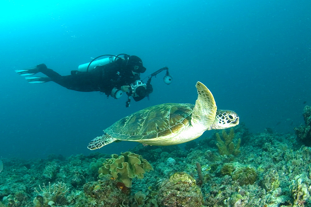 Hawksbill Turtle & diver. Kapalai Island, Malaysia