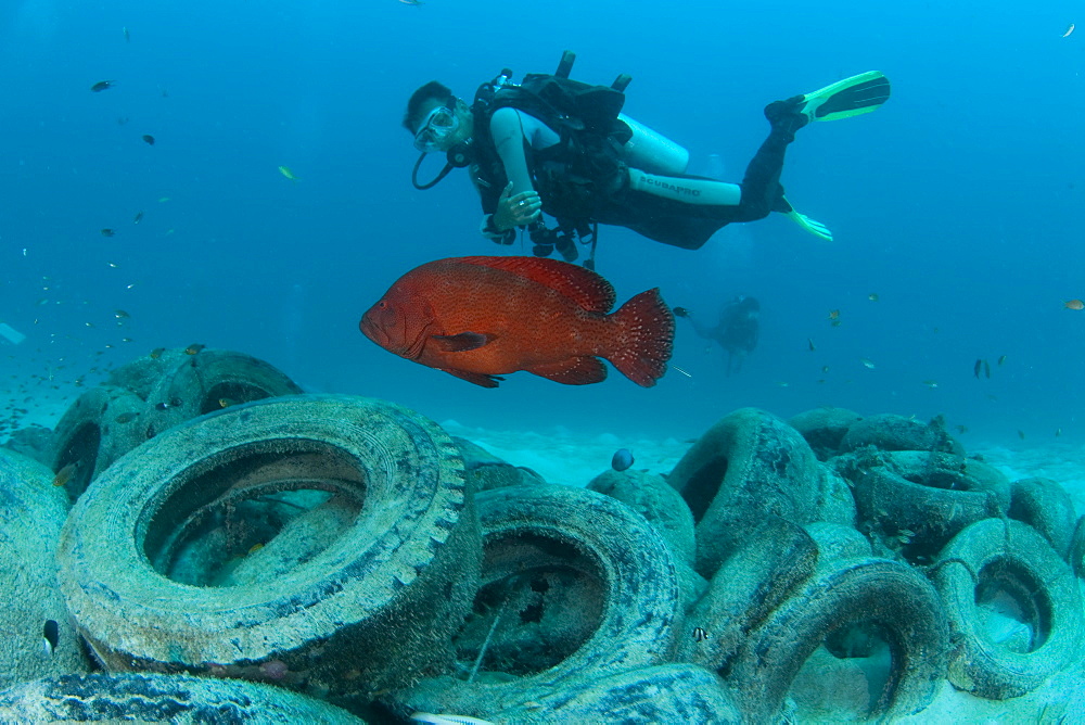 Leather Bass, Artificial Reef & diver. Mabul Island, Malaysia