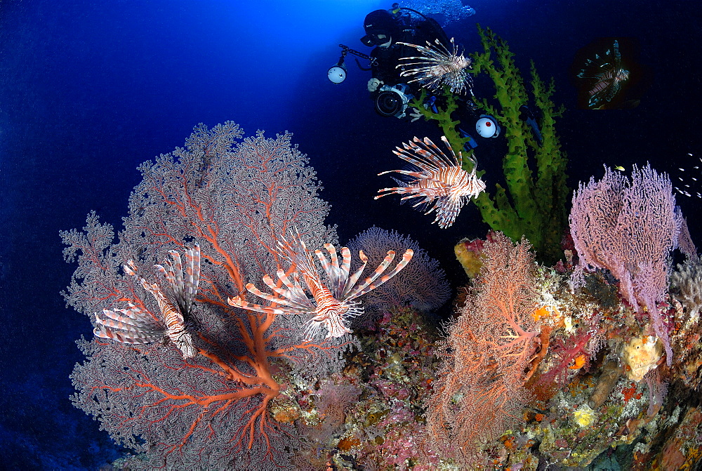 Volitans Lionfish & diver. Layang Layang, Malaysia