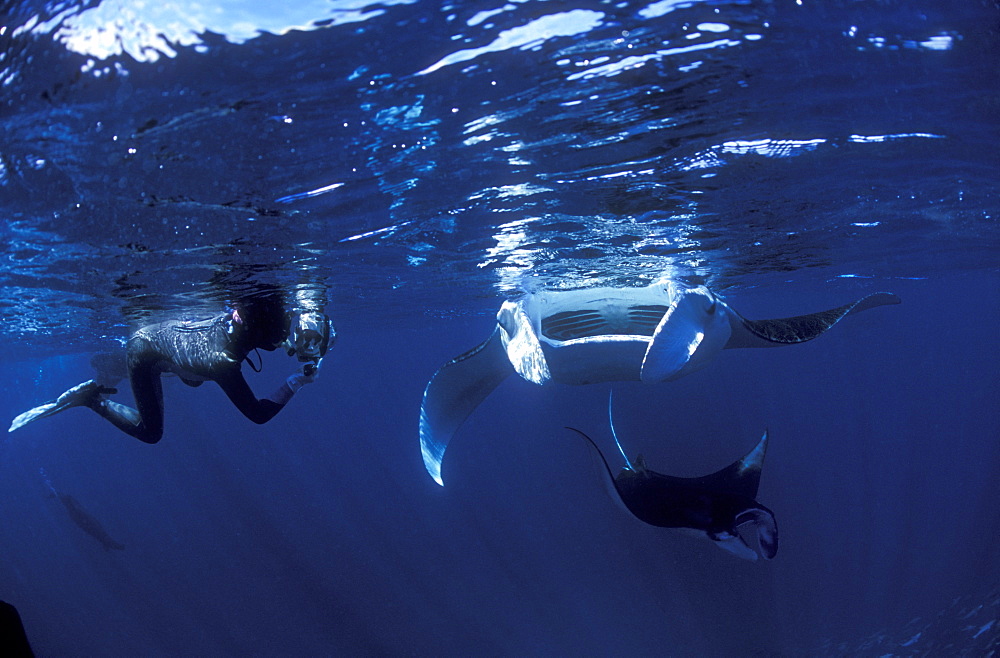 Schooling Manta Rays & Diver. Raja Ampat, Papua, Indonesia.