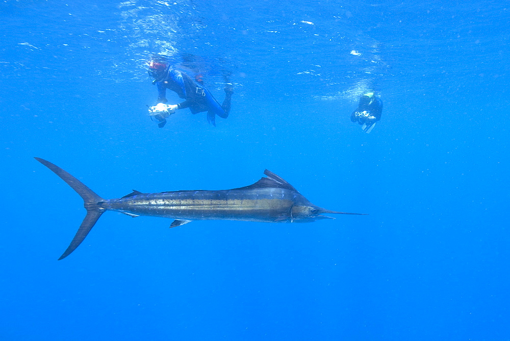 Sailfish & snorkelers. Mexico