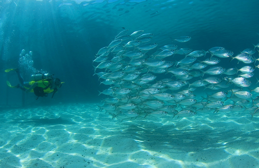 Scad & diver. Mabul Island, Malaysia