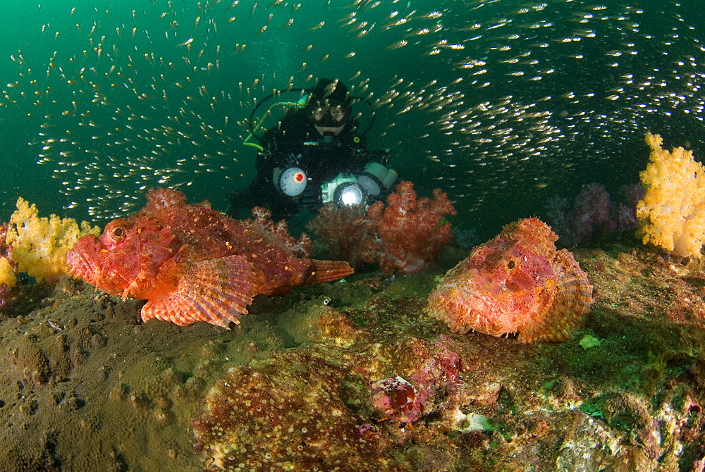 Sorpionfish, Soft Coral, Glassy Sweepers & diver. Myanmar (Burma)