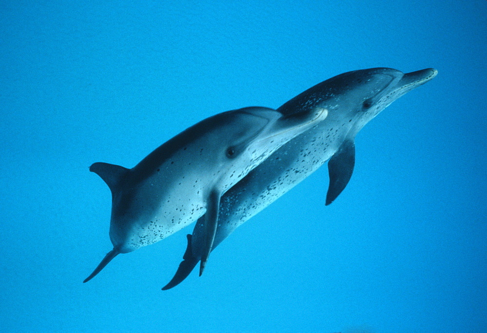 Spotted Dolphin pair (Stenella frontalis). Caribbean