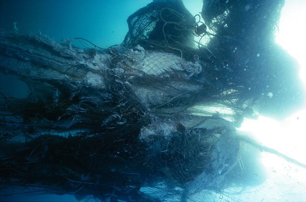 Basking sharks in nets   (rr)