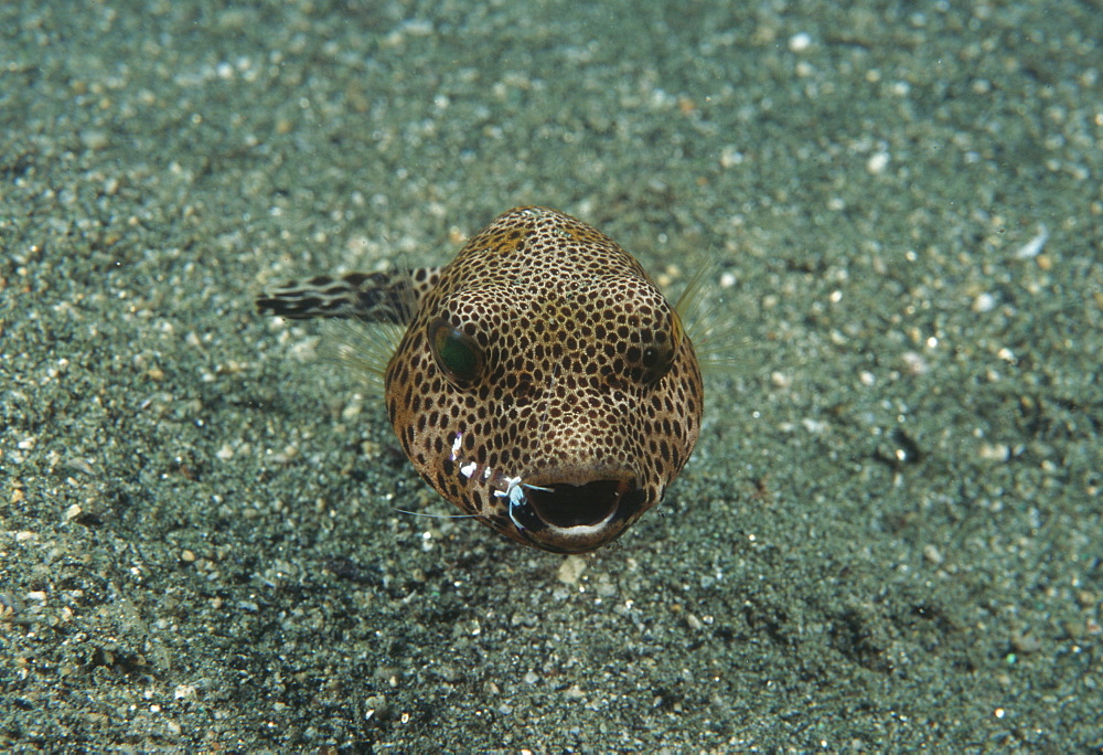 Starry Toadfish; cleaner shrimp on mouth (Arothon stellatus). Indo Pacific