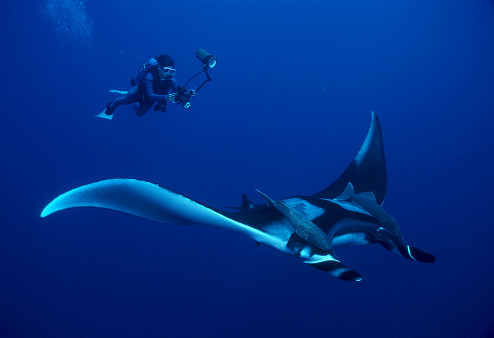 Giant manta ray &  photographer on scuba (Manta biostris). Mexico