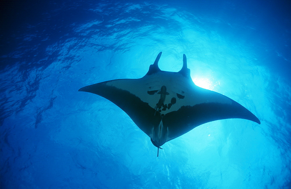 Giant manta ray overhead (Manta biostris). Mexico.