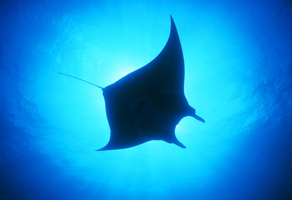 Giant manta ray overhead (Manta biostris). Mexico.   (rr)