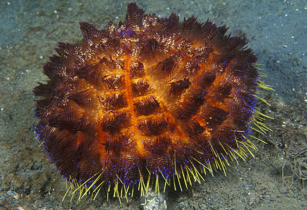 Fire Urchin (Asthenosoma varium). Indo Pacific