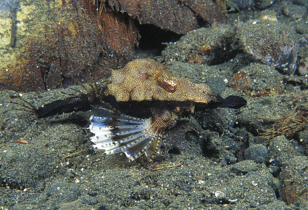 Sea Moth (or Little Dragonfish) (Eurypegasus draconis). Indo Pacific