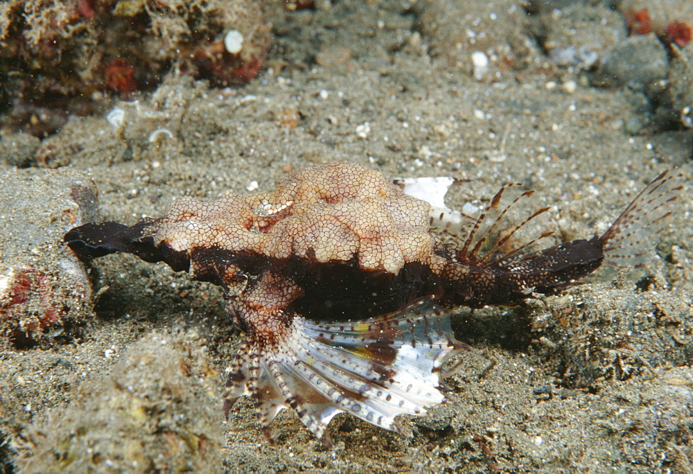 Sea Moth ( or Little Dragon Fish) (Eurypegasus draconis). Indo Pacific