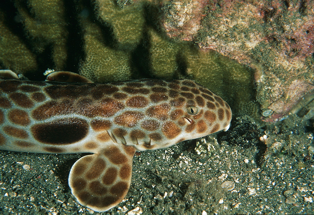 FreycinetÃƒs epaulette shark, close-up (Hemiscyllium freycineti). Indo Pacific/ Papua New Guinea