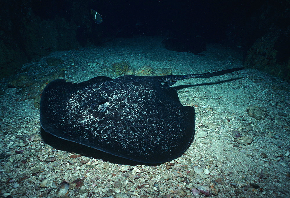 Marbled Ribbontail Ray (Taeniura melanospilos).