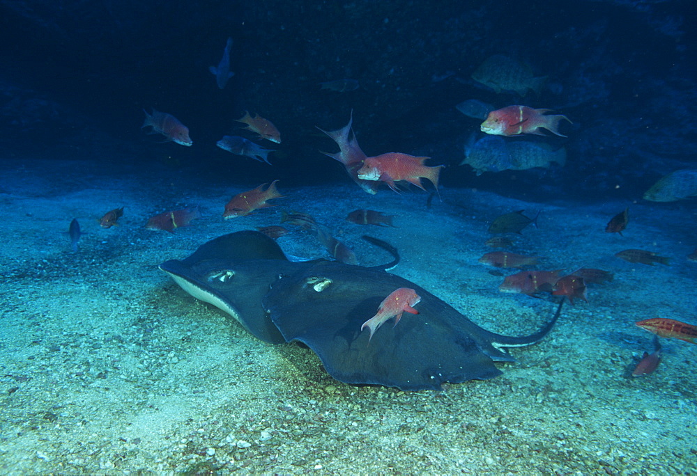 Stingrays (Dasyatis sp.). USA, Channel Islands, CA