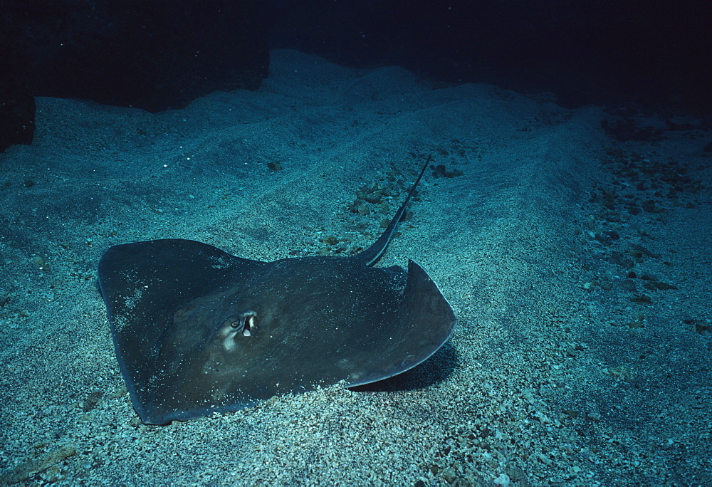 Thornback Ray (?).USA, Channel Islands, CA