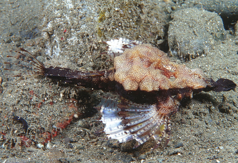 Sea Moth ( or Little Dragon Fish) (Eurypegasus draconis). Indo Pacific