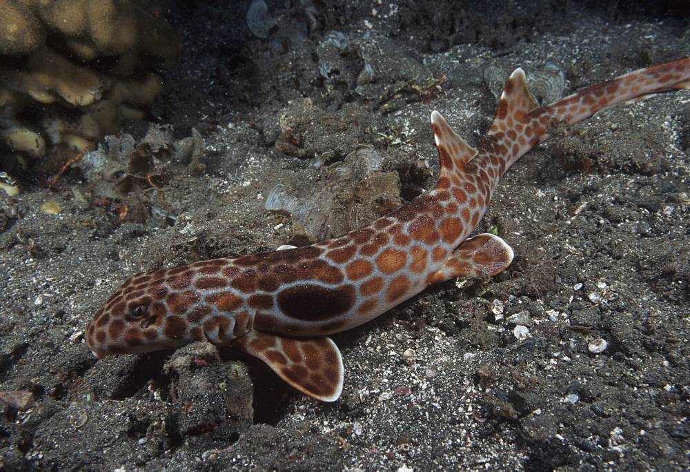 FreycinetÃƒs epaulette shark (Hemiscyllium freycineti). Indo Pacific/ Papua New Guinea