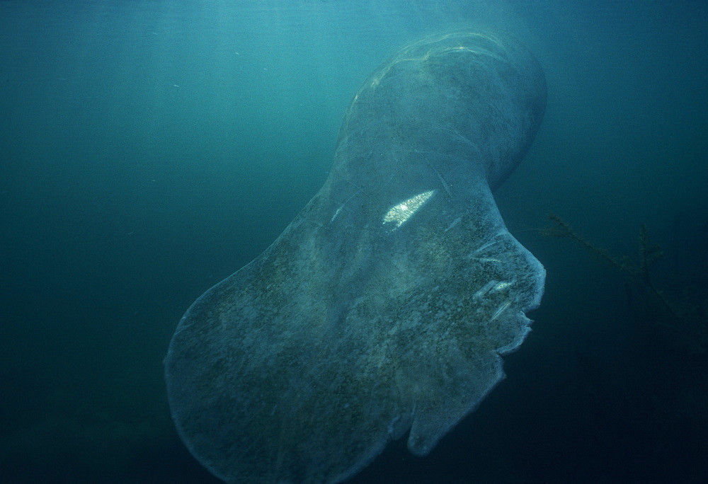 Manatee, tail damaged by boat propeller (Trichechus manatus). USA, Florida.   (rr)