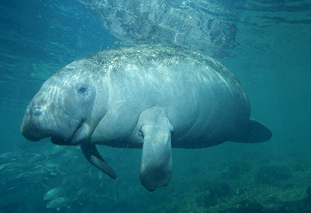 West Indian Manatee (Trichechus manatus). USA, Florida, Crystal River