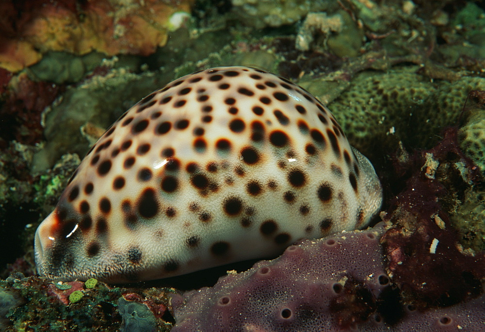 Cowrie.