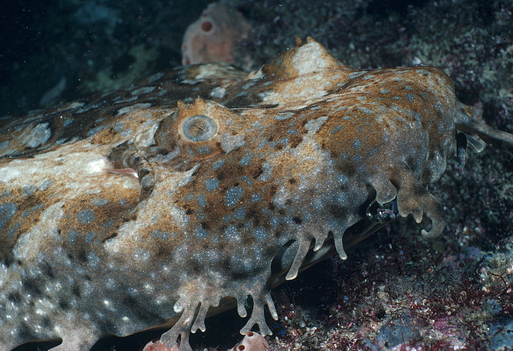 Wobbegong shark (Orectolobus sp.). Jervis Bay, Australia