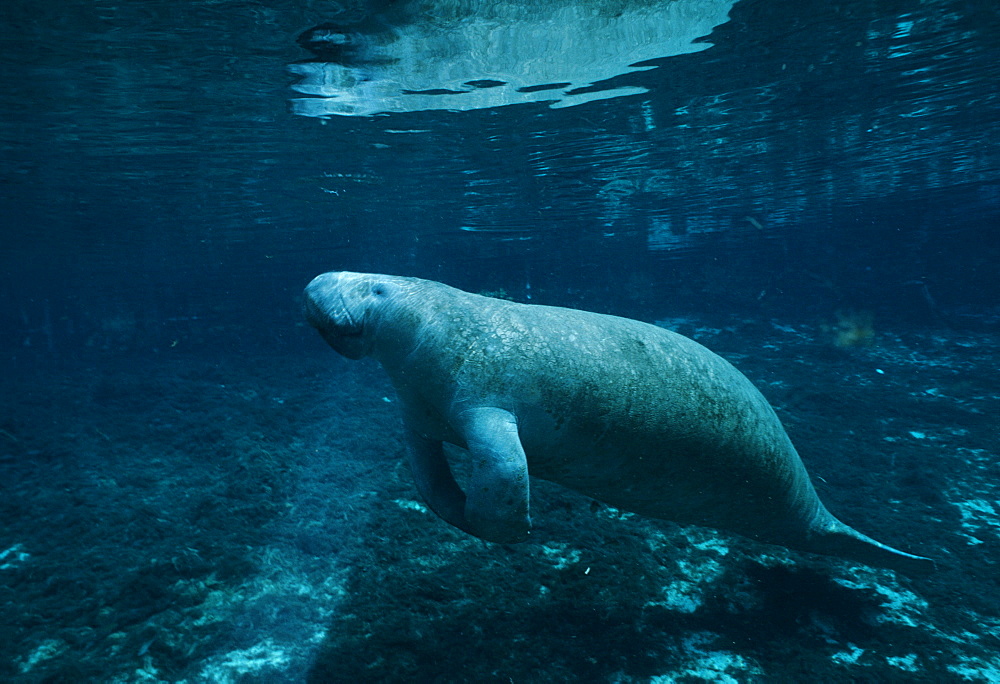 West Indian Manatee (Trichechus manatus). USA, FloriD0a