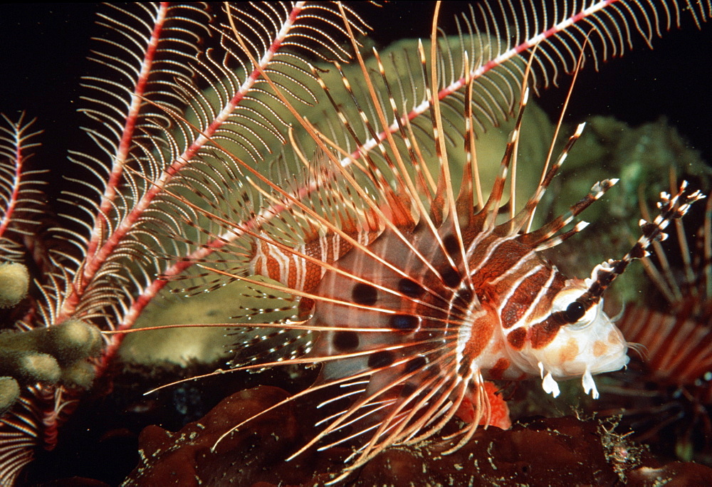 Pygmy (?) Lionfish (Pterois sp. ?). Papua New Guinea