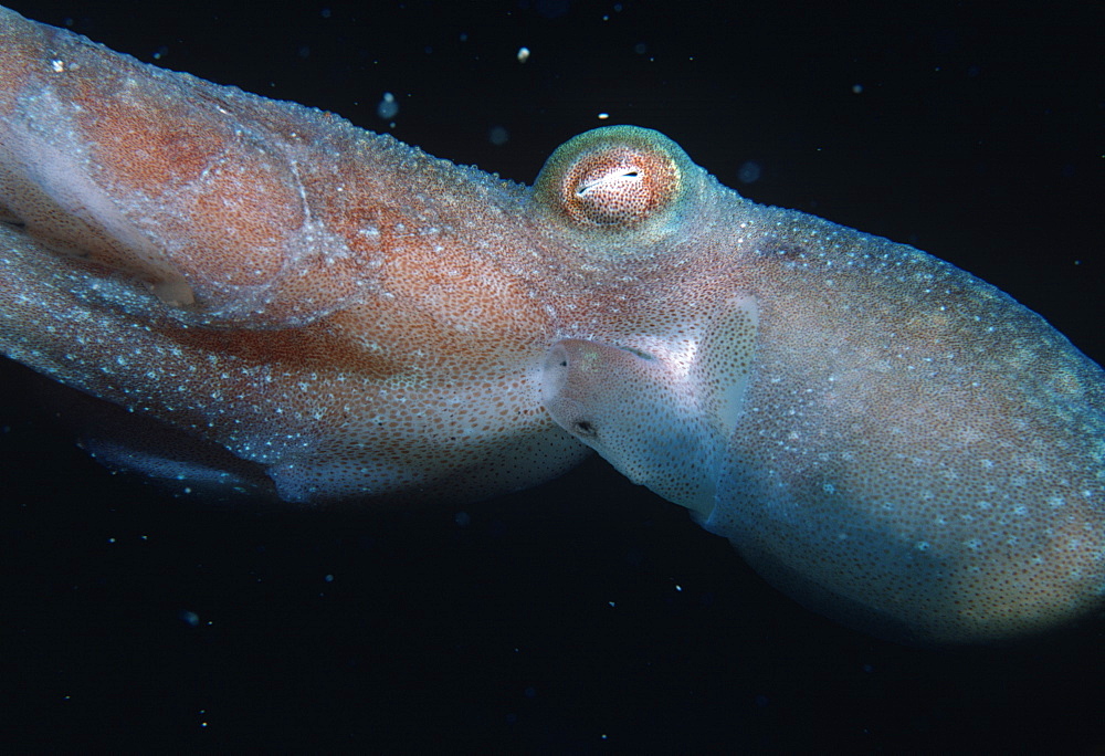 Octopus (Octopus sp).   (rr)