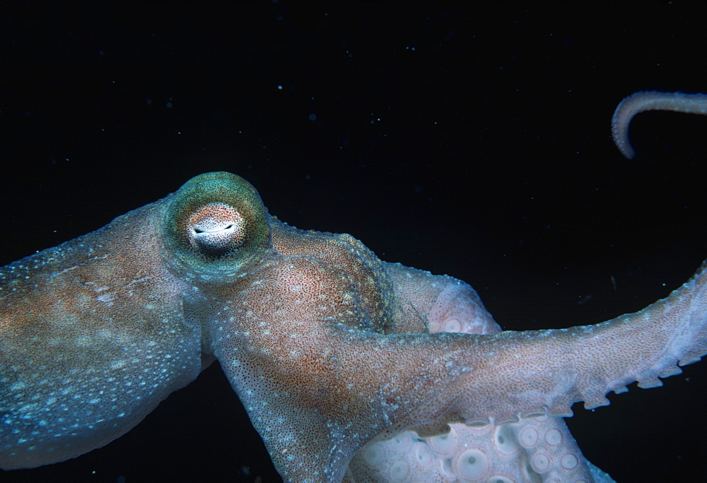 Octopus (Octopus sp.).