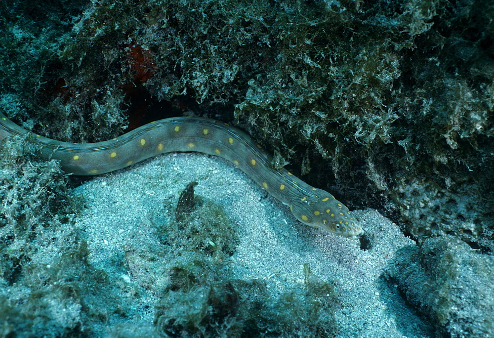 Snake Eel.