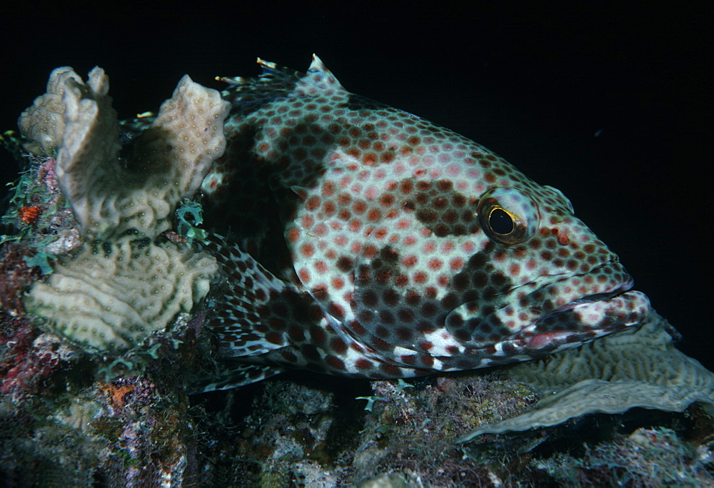 Grouper (Cephalopholis sp.). Caribbean