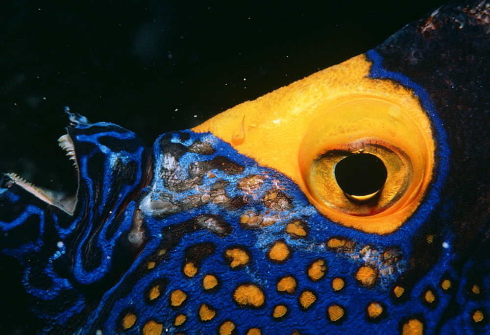 Queen Angelfish (Holocanthus ciliaris). Caribbean.   (rr)