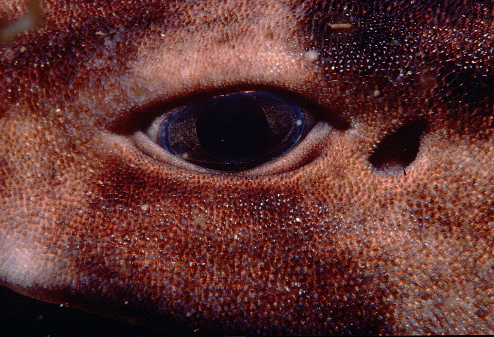 Swell shark, close-up of eye (Cephaloscyllium ventrosum). USA, Channel Islands, CA