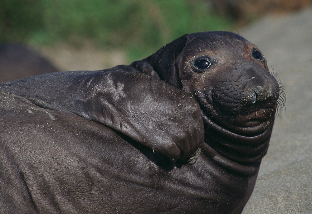 Northern Elephant Seal, juvenile (Mirounga angustirostris). USA, CA