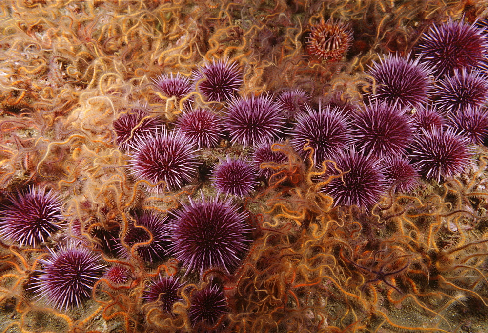 Purple sea urchins and brittle stars (Strongylocentrotus purpatus ). USA, Channel Islands, CA