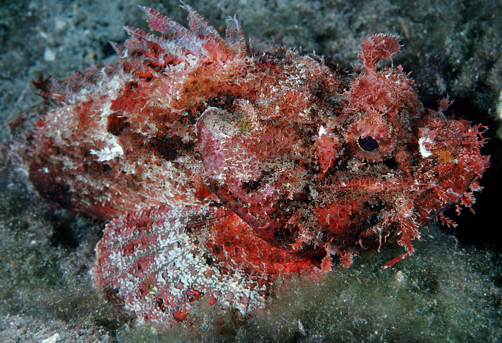 Scorpionfish (Scorpaenopsis sp.). Indo Pacific