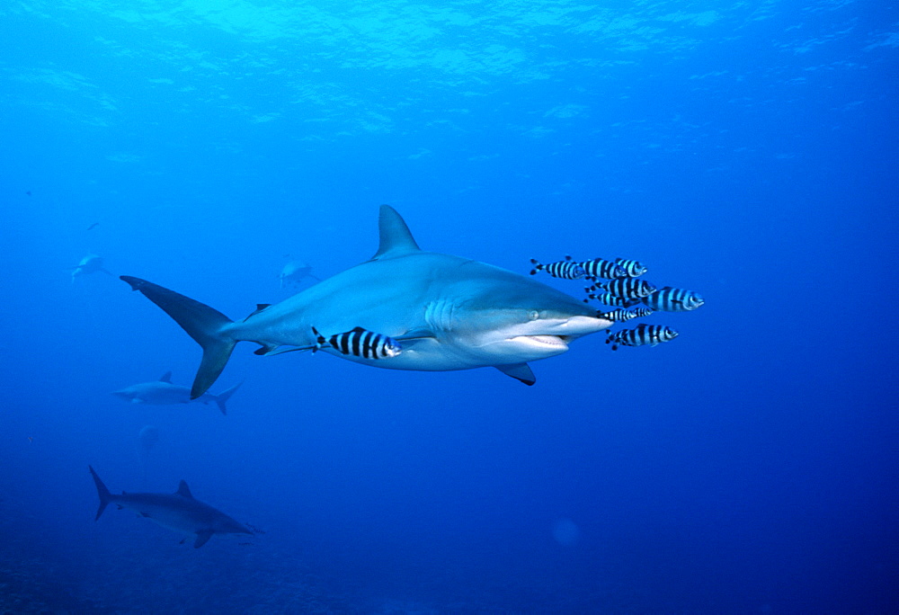 Silky shark with pilot fish (Carcharhinus falciformis). Red Sea