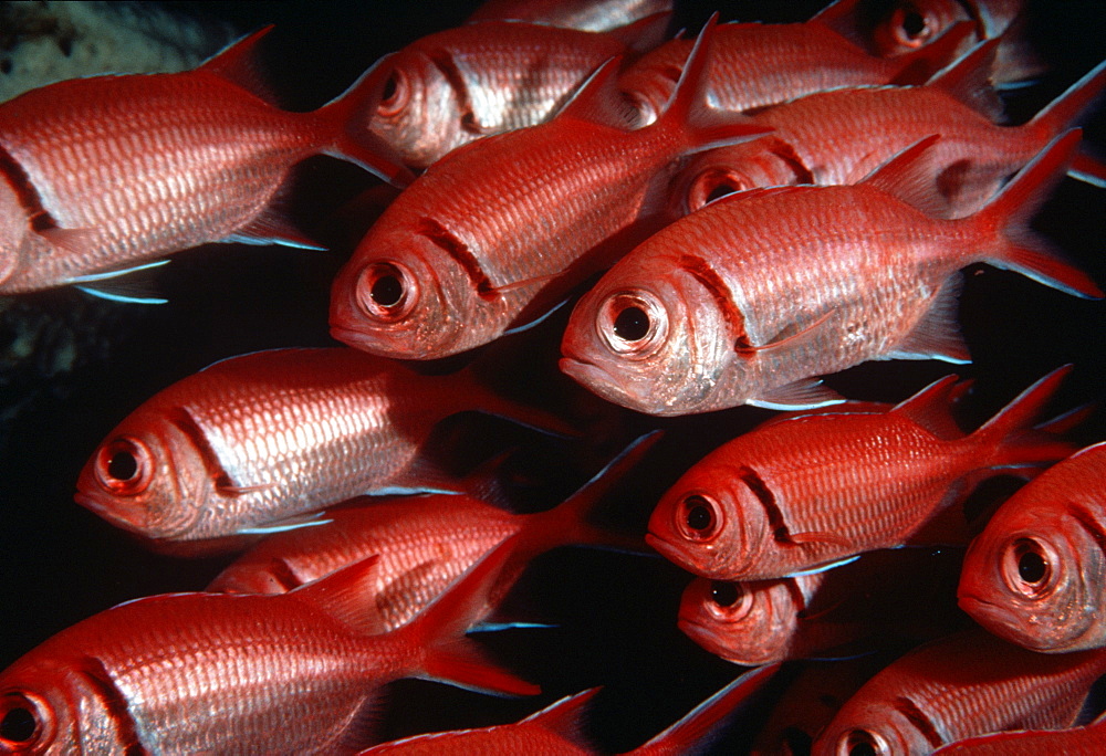 Soldierfish (Myripristris jacobus). Cocos Island, Costa Rica