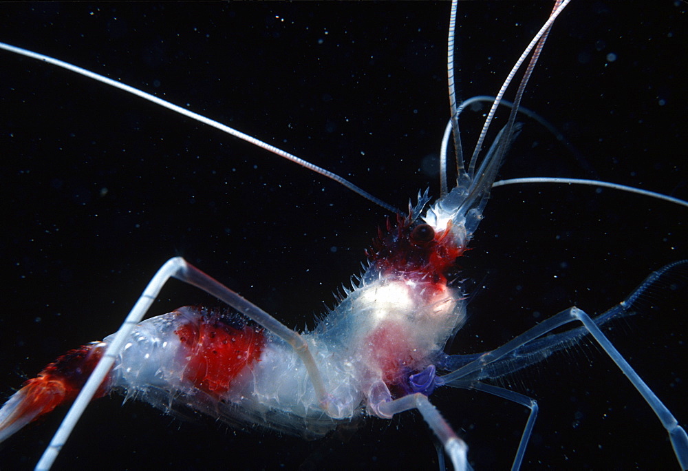 Banded coral shrimp (cleaner shrimp) (Stenopus hispidus). Indo Pacific